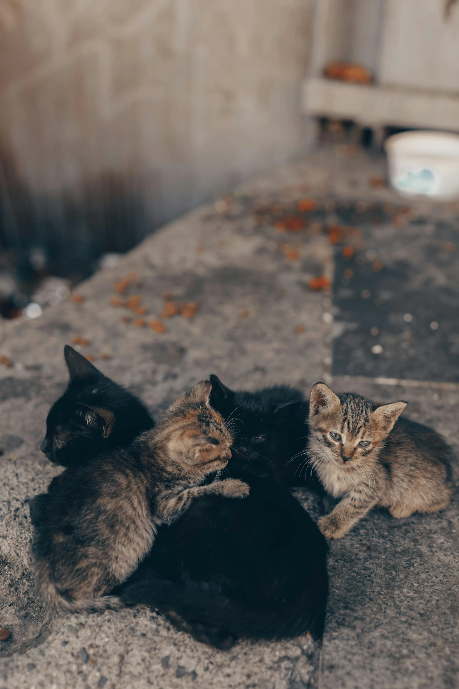 three cats are lying down on concrete near a wall