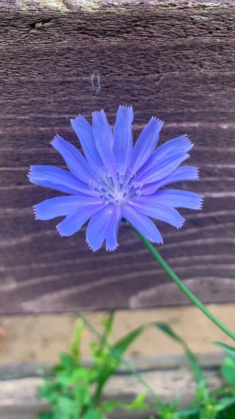 a blue flower is blooming from a wood plank