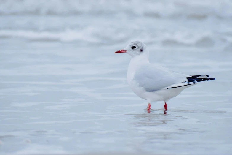 a seagull with red legs and white head standing in the water