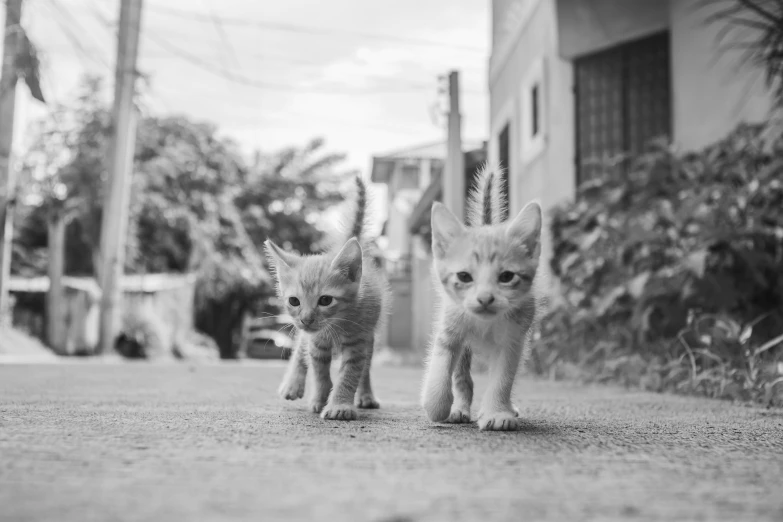 black and white po of small kittens running down the road