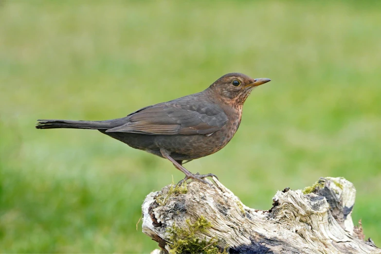 a brown bird standing on a nch in the grass