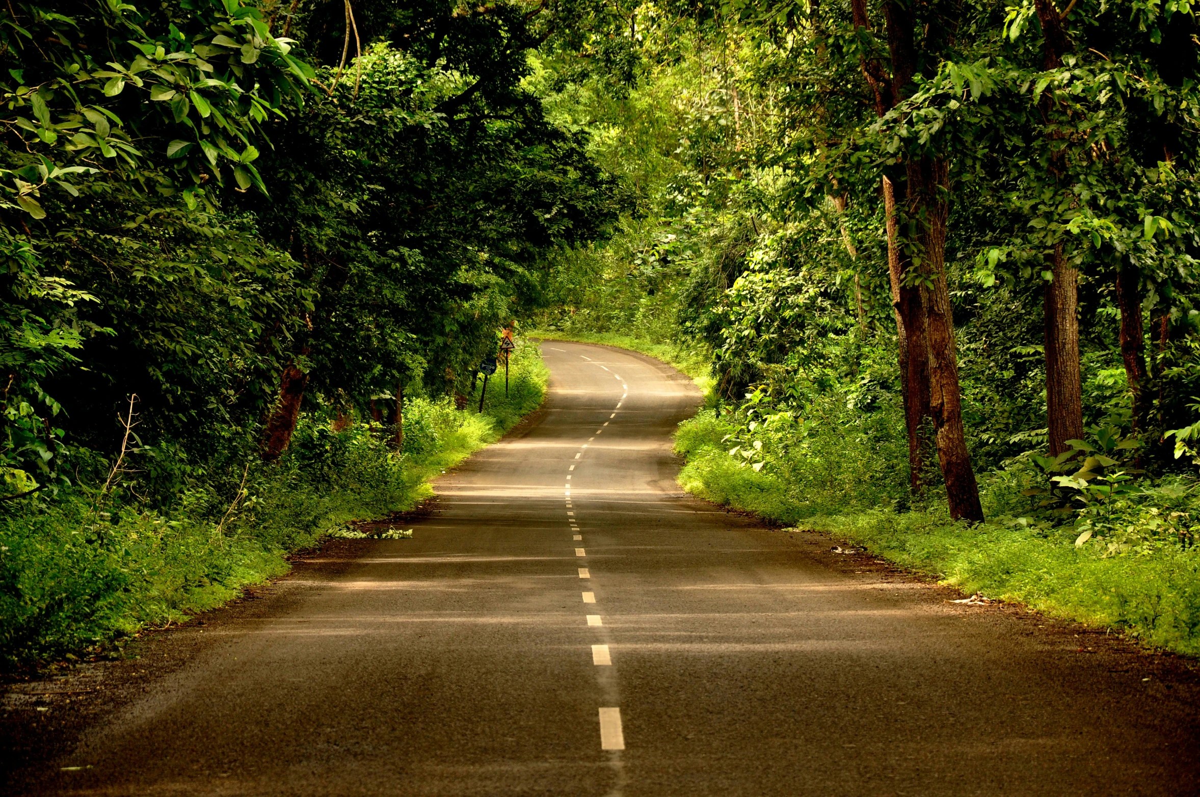 a very long road going through some trees