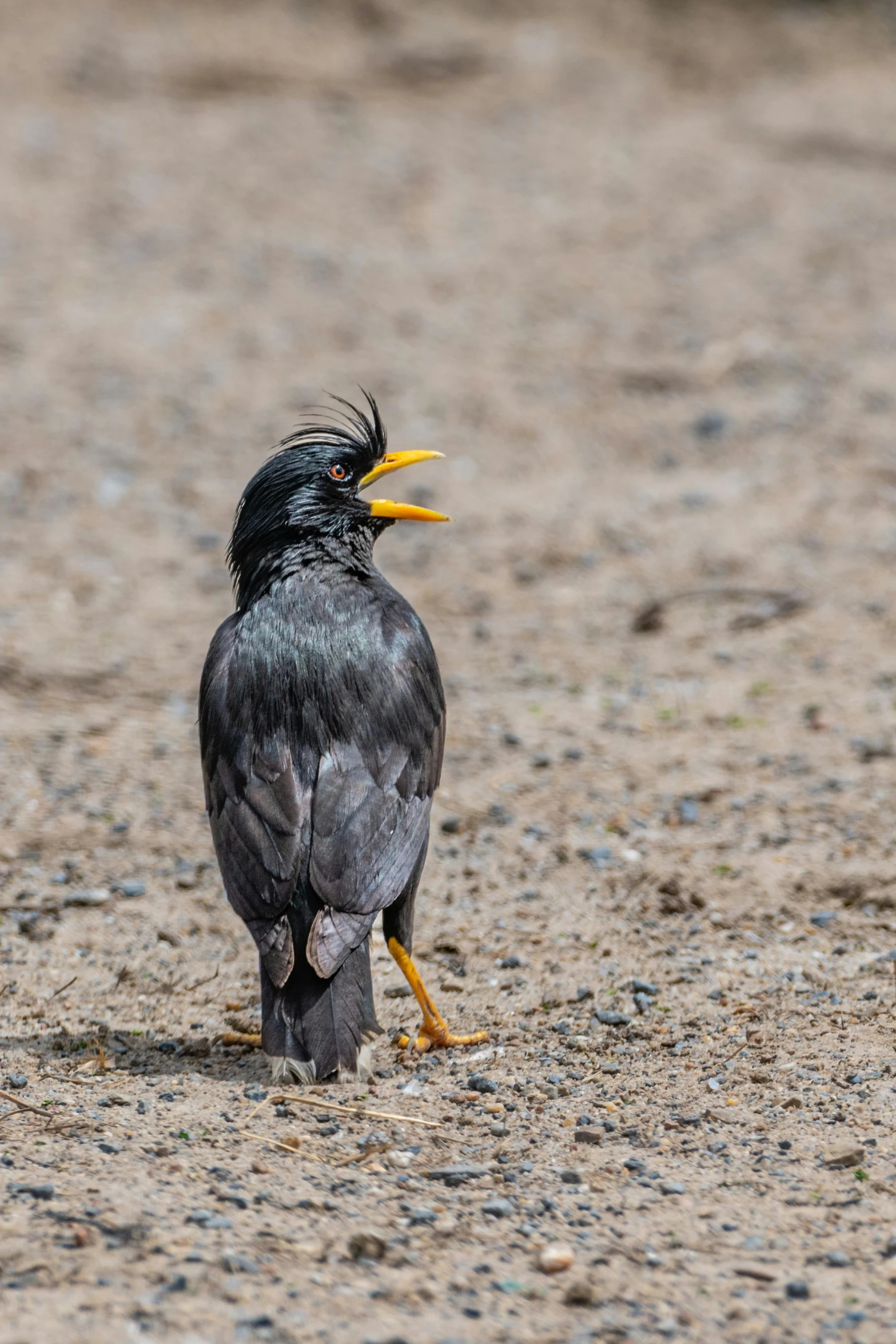 a bird that is standing in the dirt