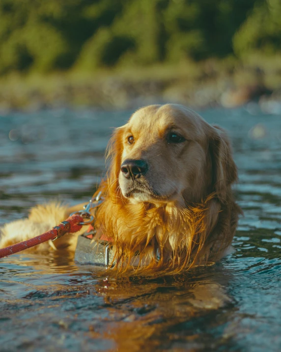 the dog is in the water with a harness on