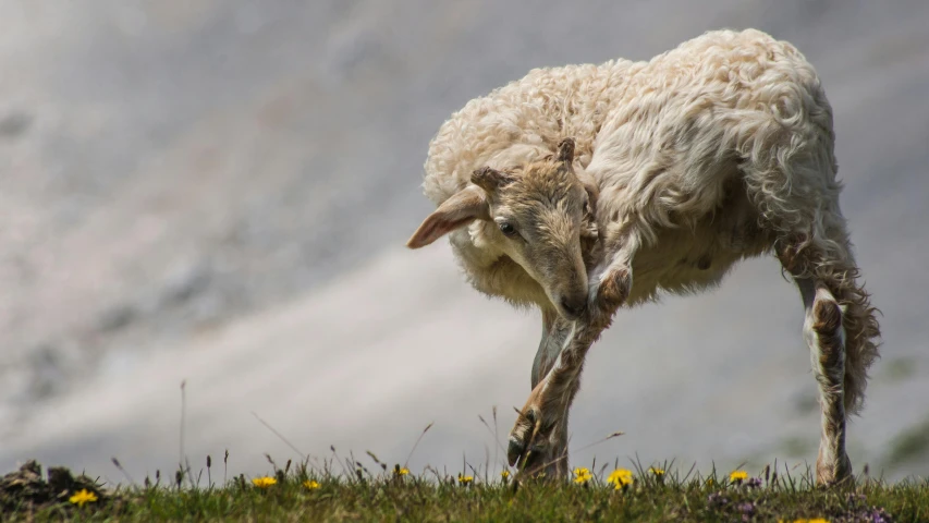 a sheep bent over with its legs on top of grass