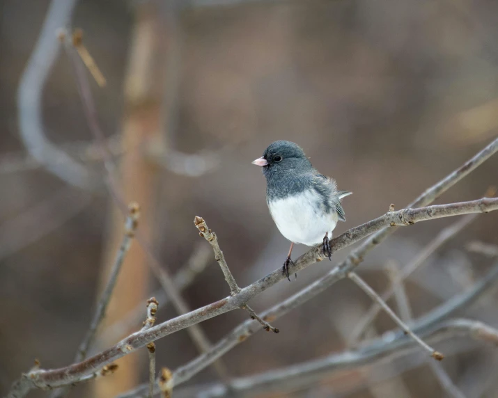 the small bird is perched on the nch of the tree