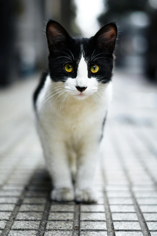 black and white cat walking on tiled surface in city