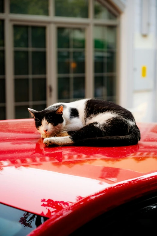 a cat sitting on top of a red car