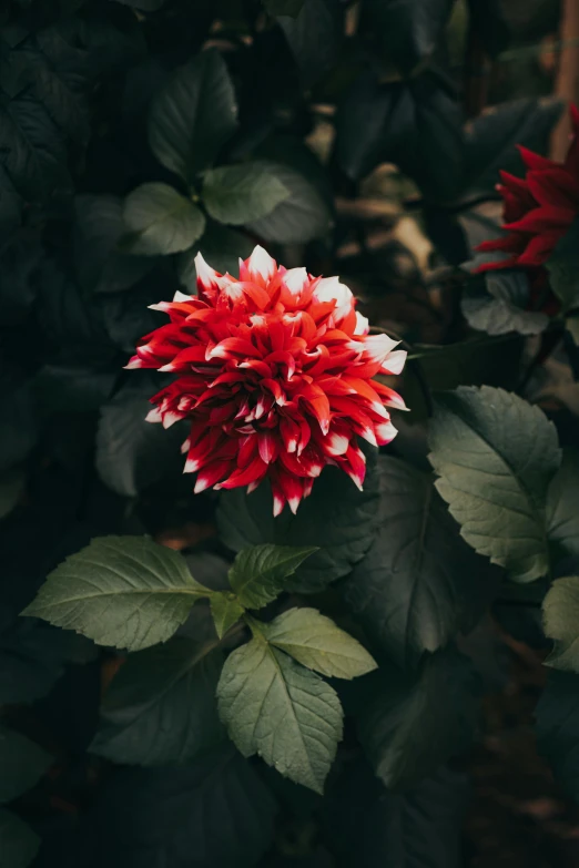 a red and white flower that is in the middle of leaves