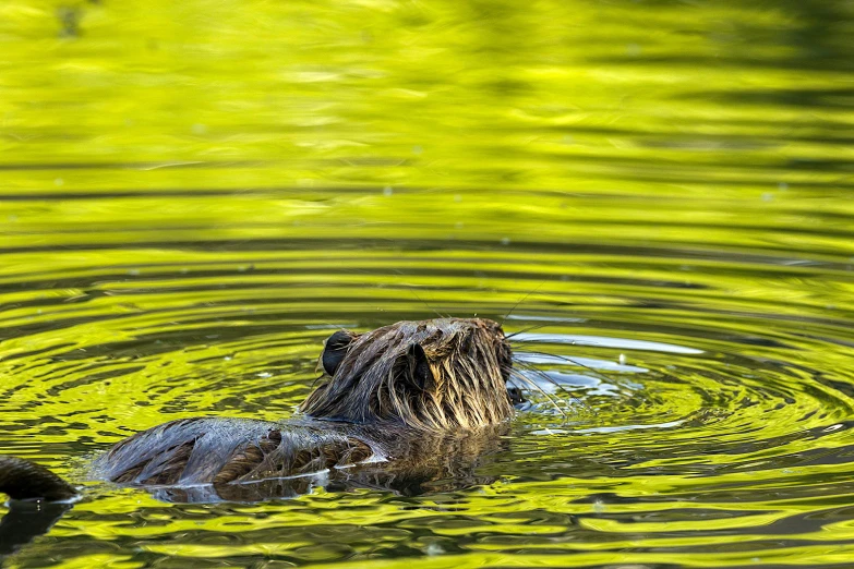 a beaver floating in green water near the shore