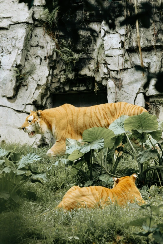 an adult tiger is standing behind an older one as they stand near rocks