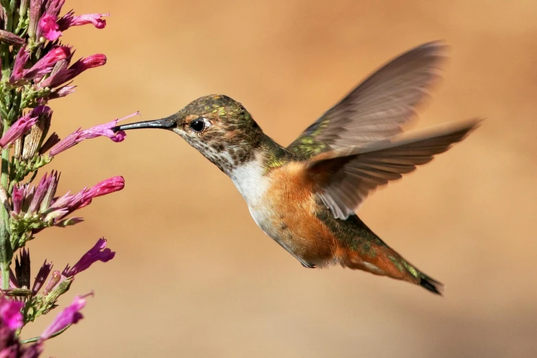 a small bird flying over a pink flower