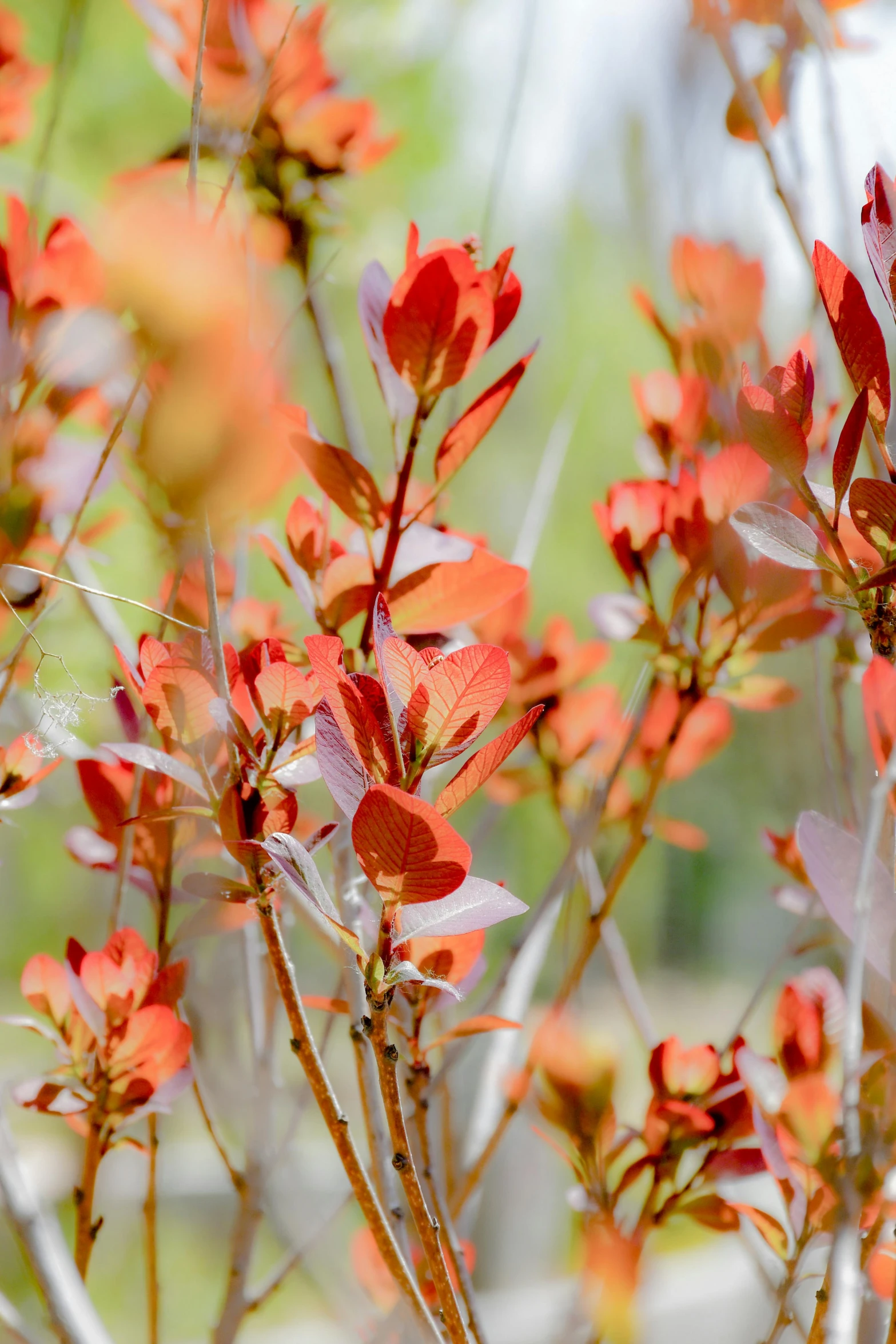 a group of red flowers near a green and yellow tree