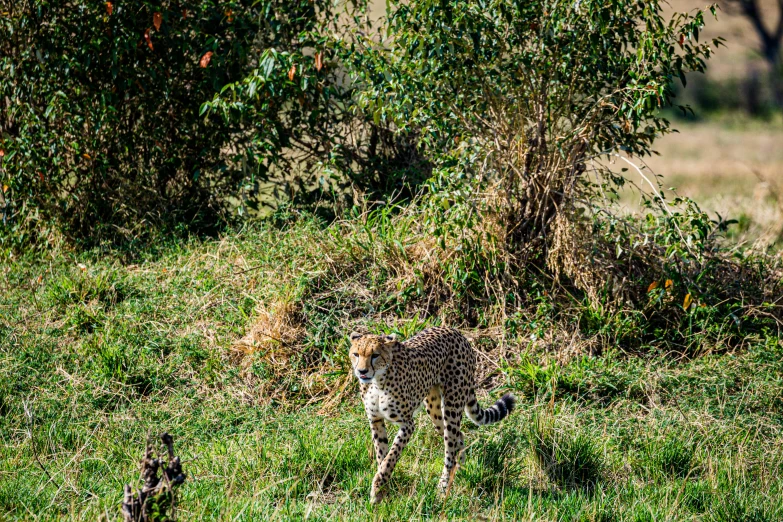 there is a cheetah in the grass by itself