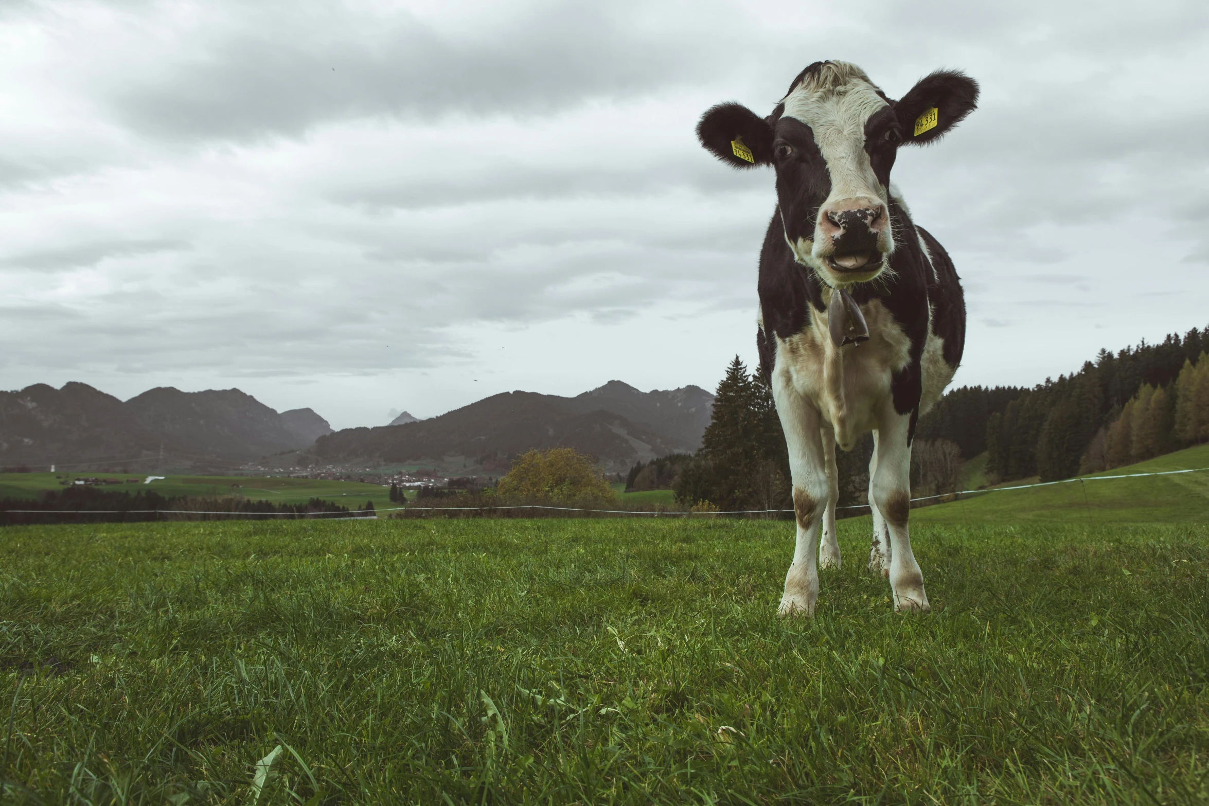 a cow that is standing in the grass