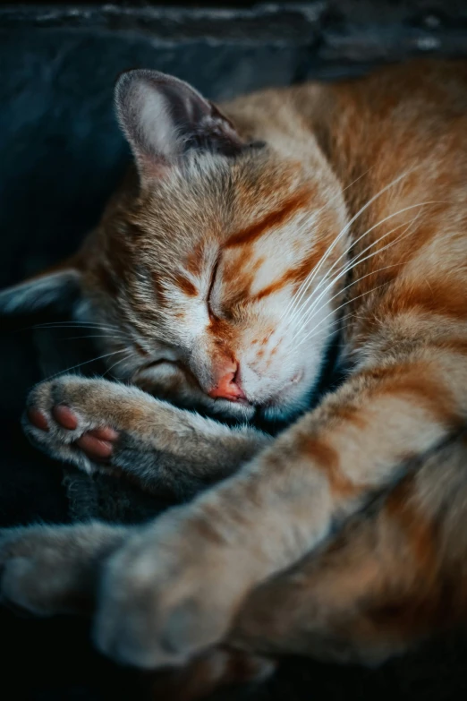 cat with his eyes closed sleeping in the sunlight