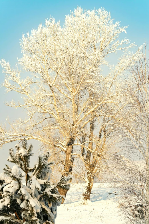 snow covered trees on hillside on sunny day