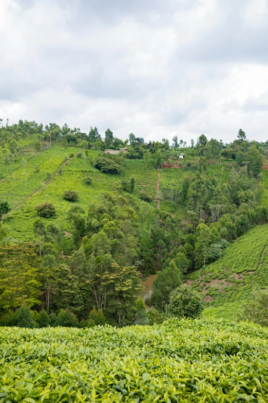 the mountains and trees are covered in thick vegetation