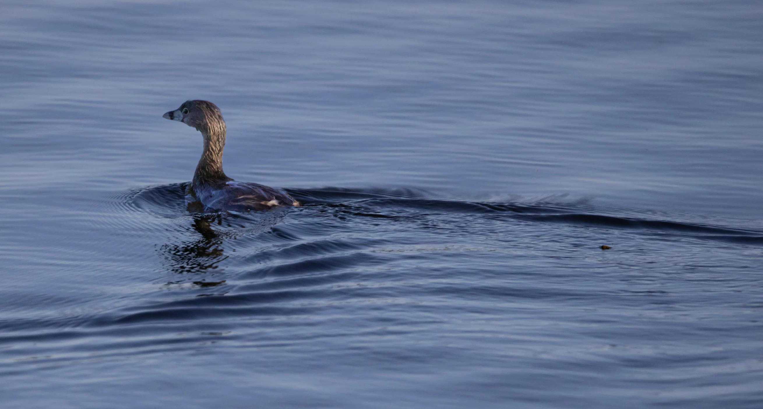 a bird floating in the water with its head above the water