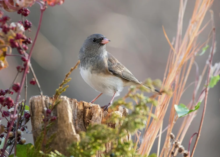 a small gray bird sitting on a tree stump