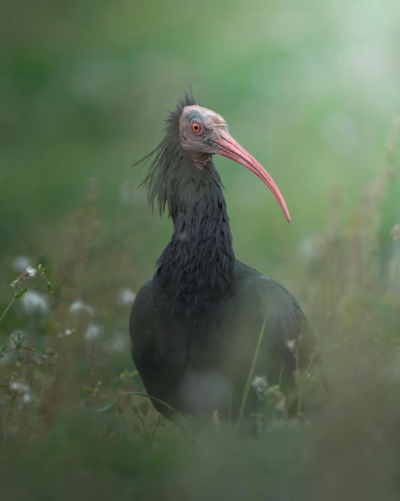 the bird with a long beak stands alone in tall grass