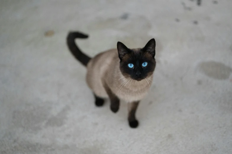 the cat with blue eyes is looking straight ahead