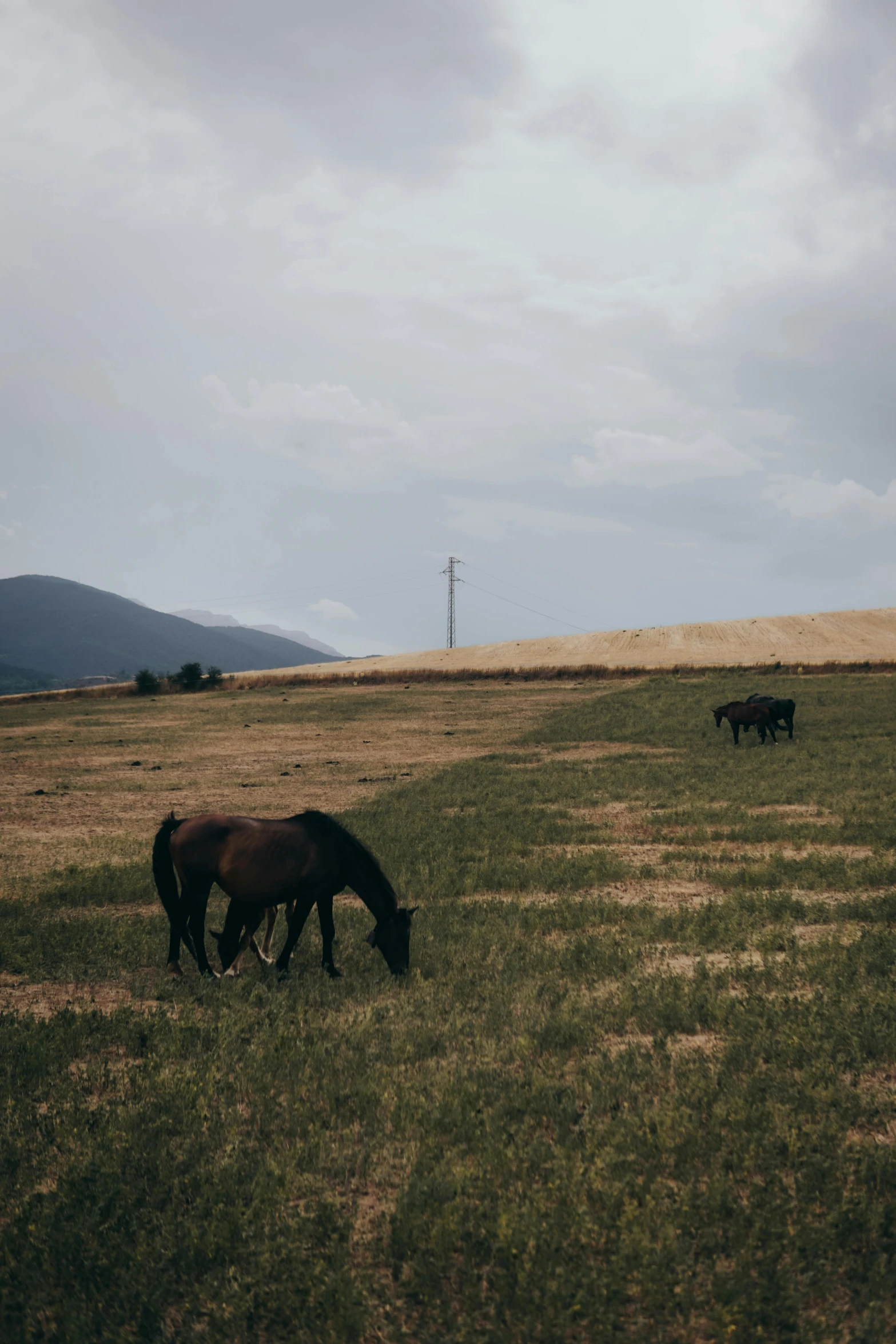 some very pretty horses grazing in a big field