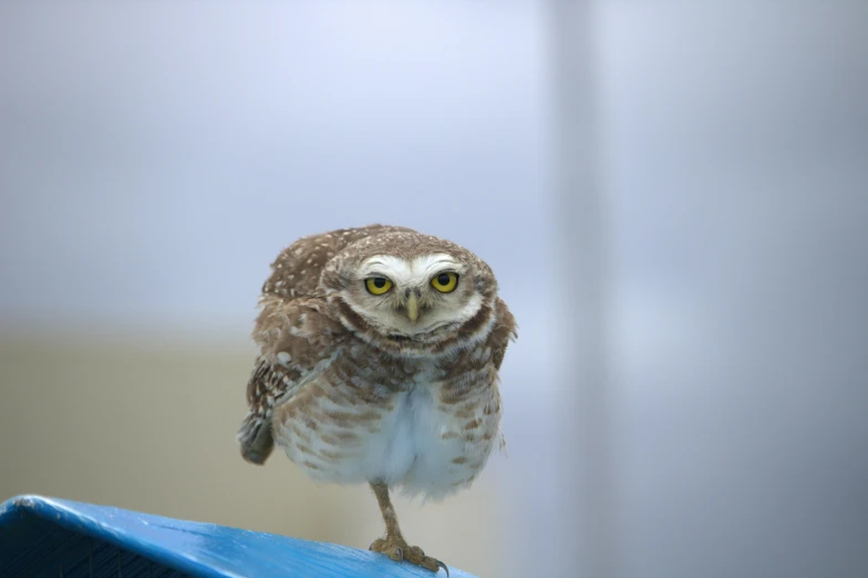 an owl is standing on top of a blue box