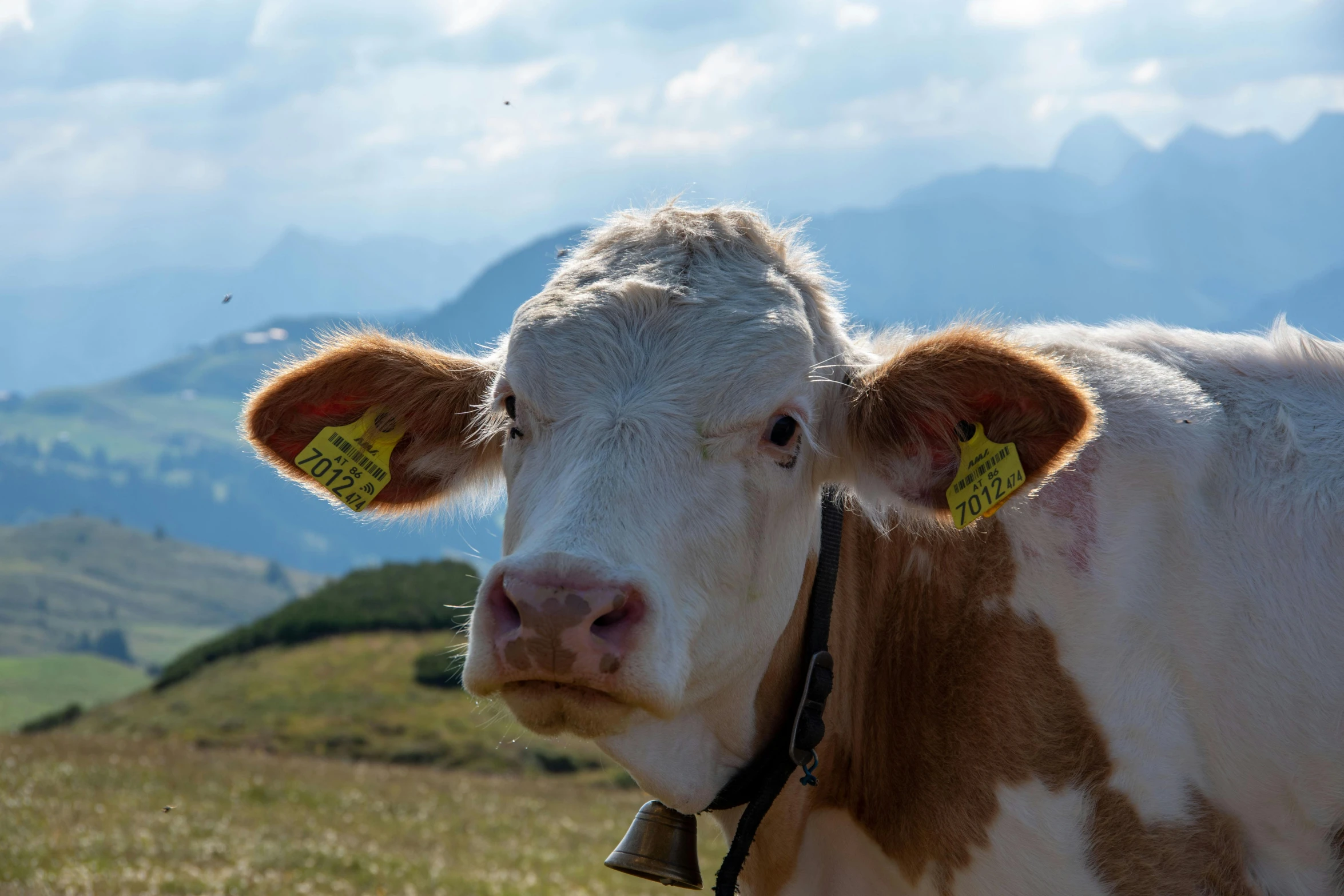 the cow has two tags attached to its ear