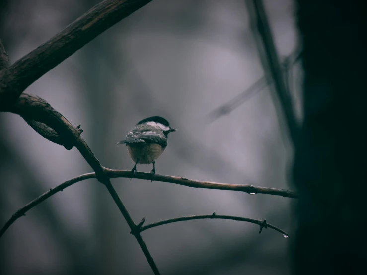 a little bird that is sitting on the nch