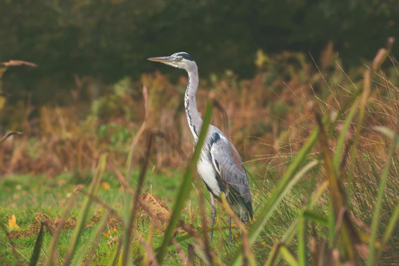 a bird is standing in the tall grass near a river