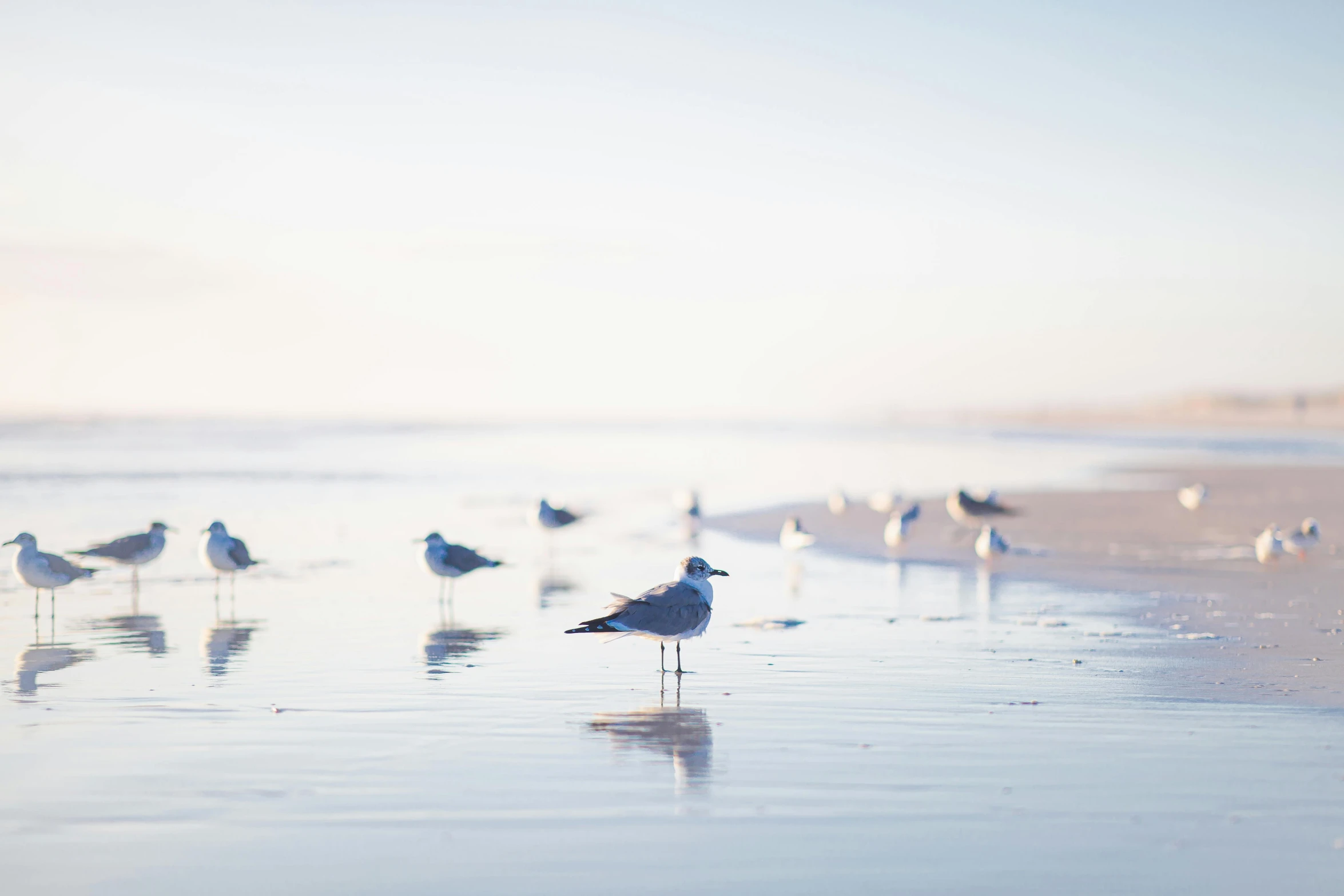 seagulls on the beach and one is standing