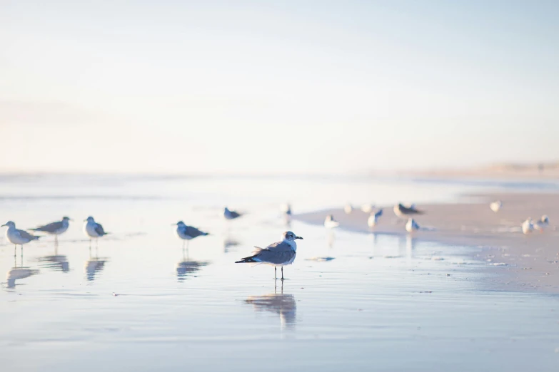 seagulls on the beach and one is standing