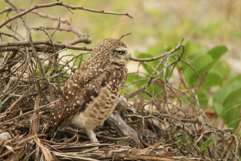 a bird perched on top of a pile of twigs