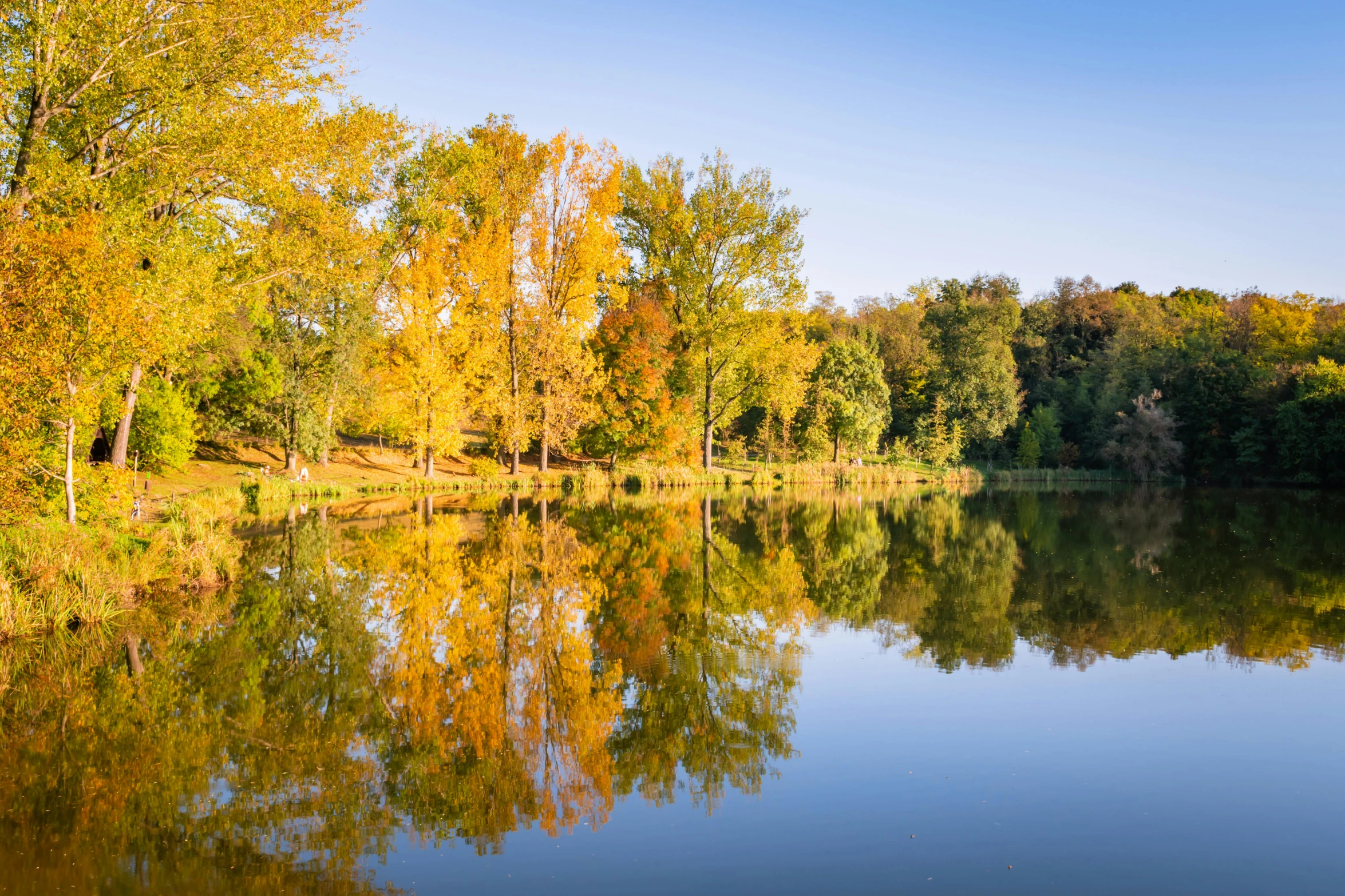 a pond surrounded by trees is shown in autumn