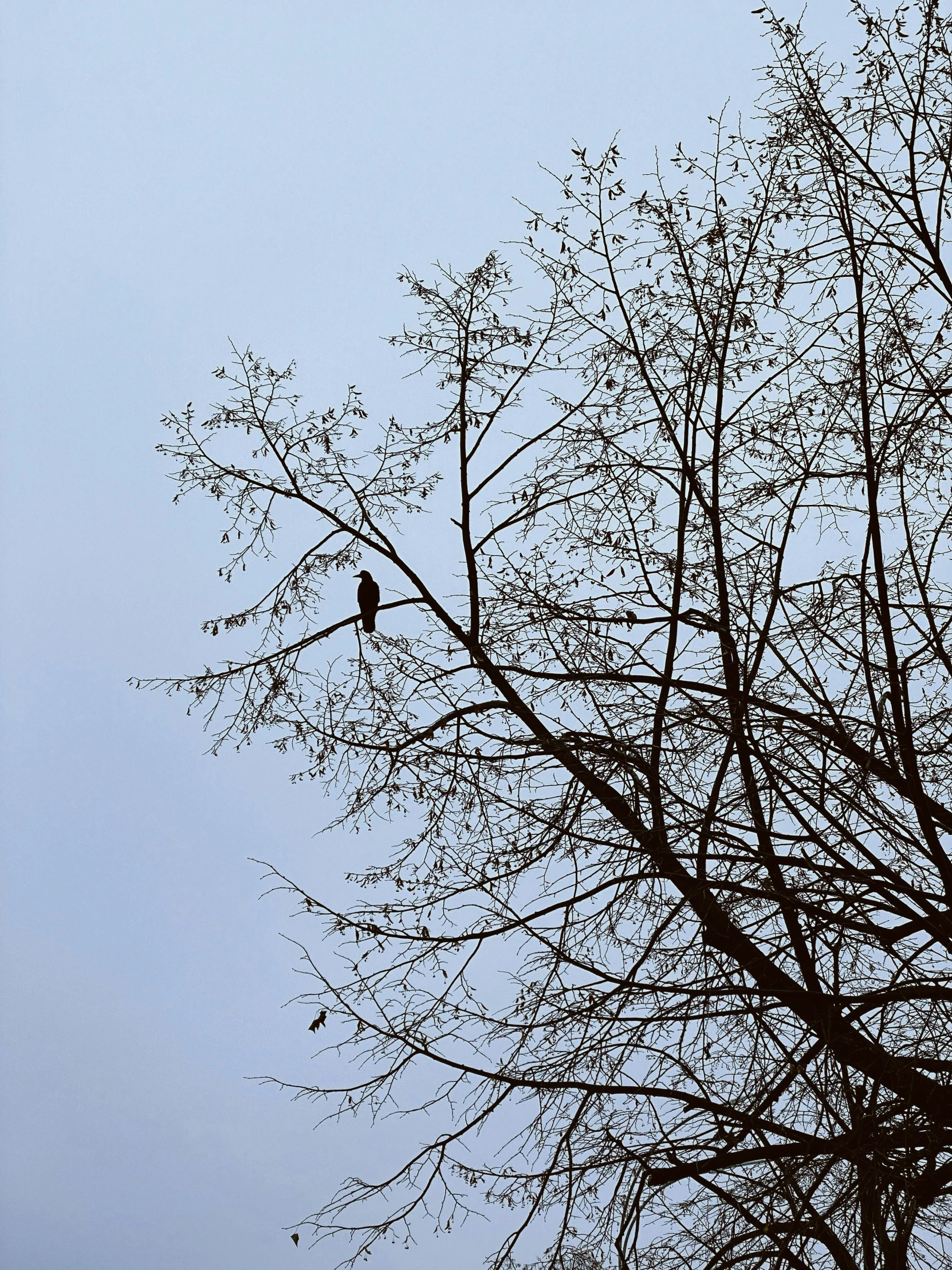 a small bird is perched on the nch of a bare tree