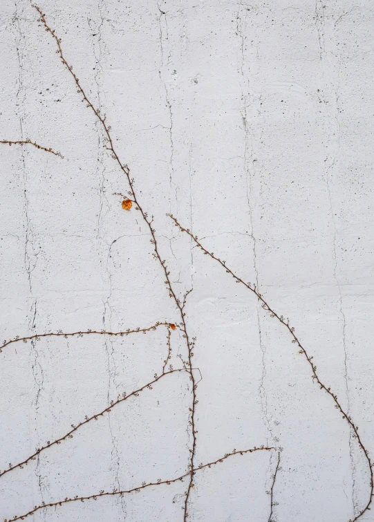 an orange leaf sticking out from a snow covered plant