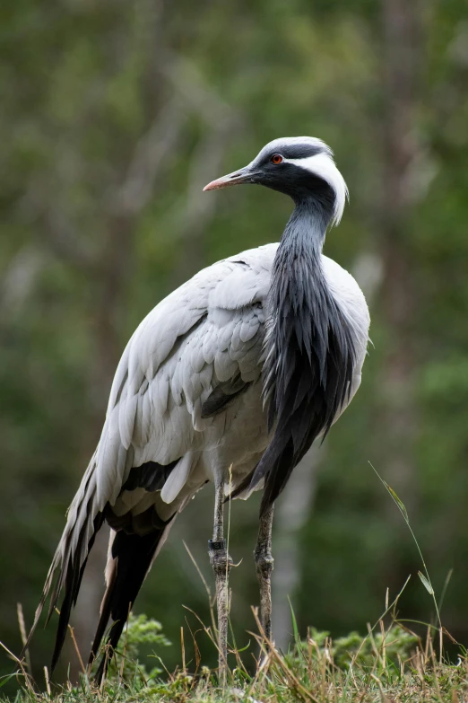 a very large bird standing in the grass