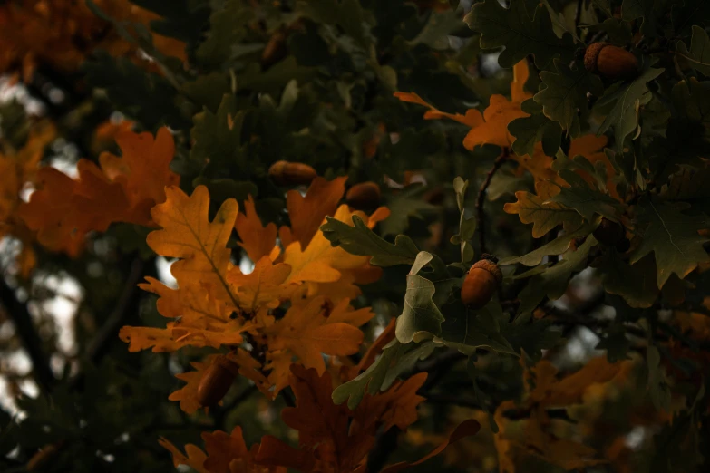 closeup of leaves and nches with sun coming through the leaves