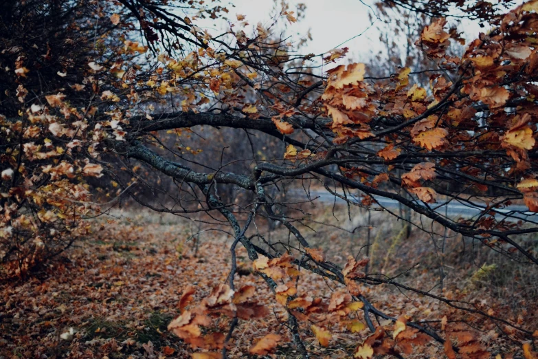 a bare tree in the middle of a forest filled with leaves