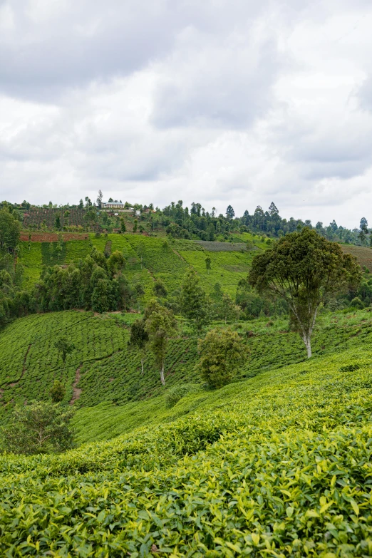 the lush green hill is covered with trees