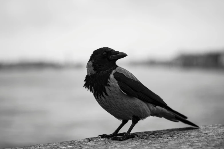the black bird has very large beaks on it's legs