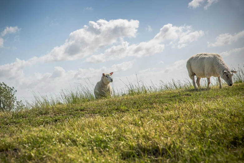 two sheep grazing on the top of a hill