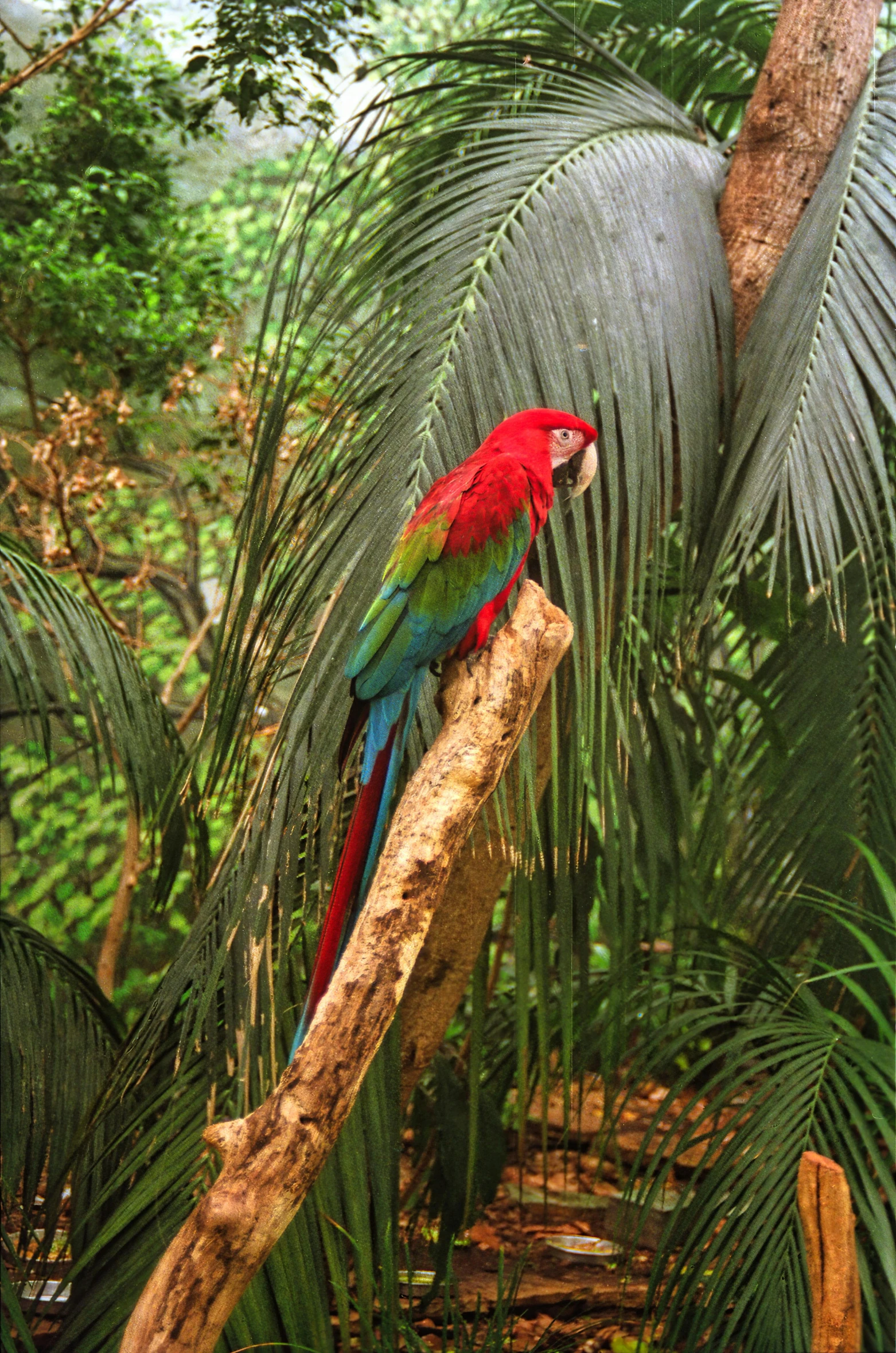 a red and green parrot is sitting in a tree