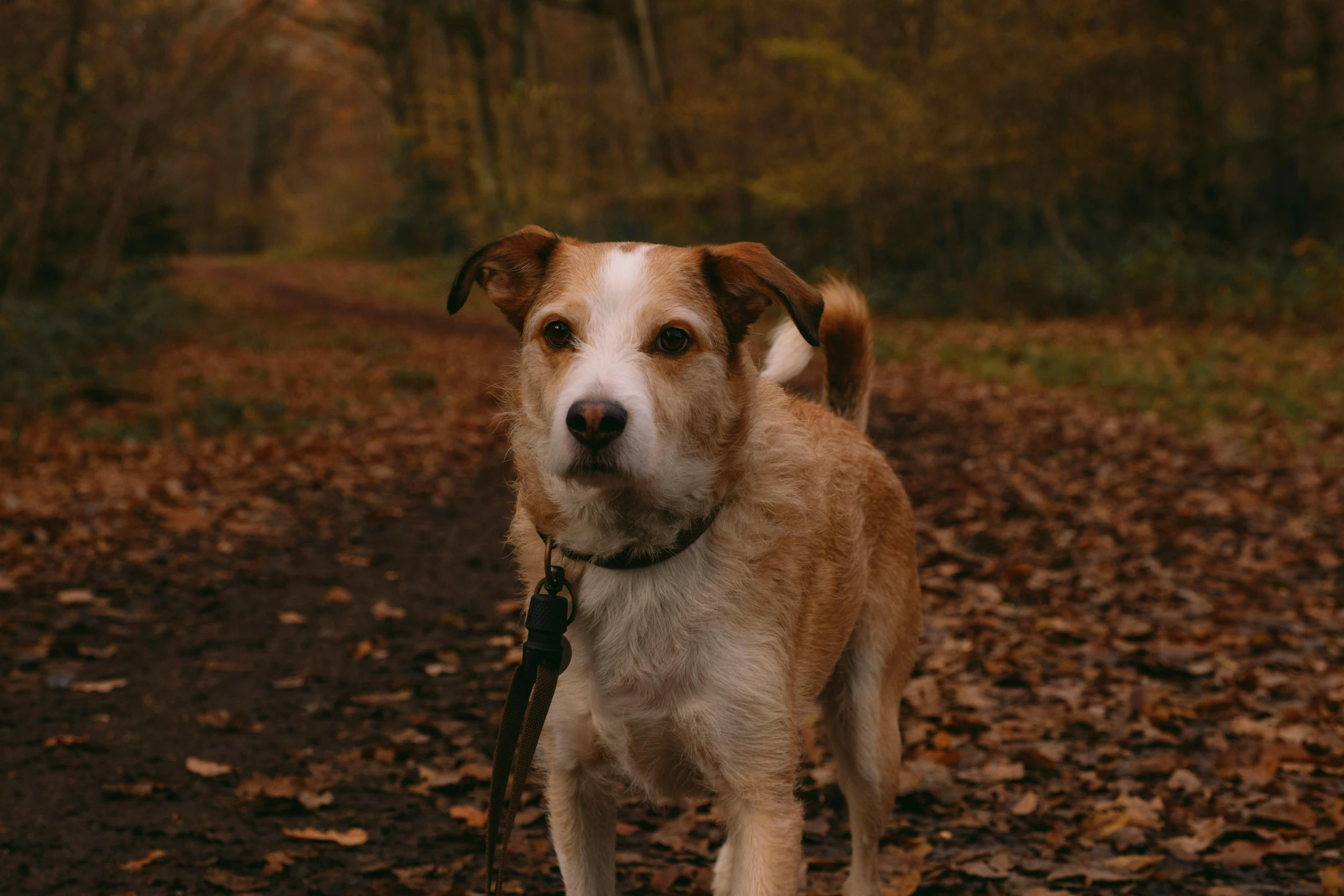 a dog standing on the ground with its leash tied to it