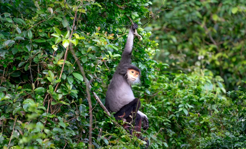 a gray - faced monkey hanging out in the trees