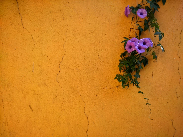 a flower vine is growing over a yellow wall