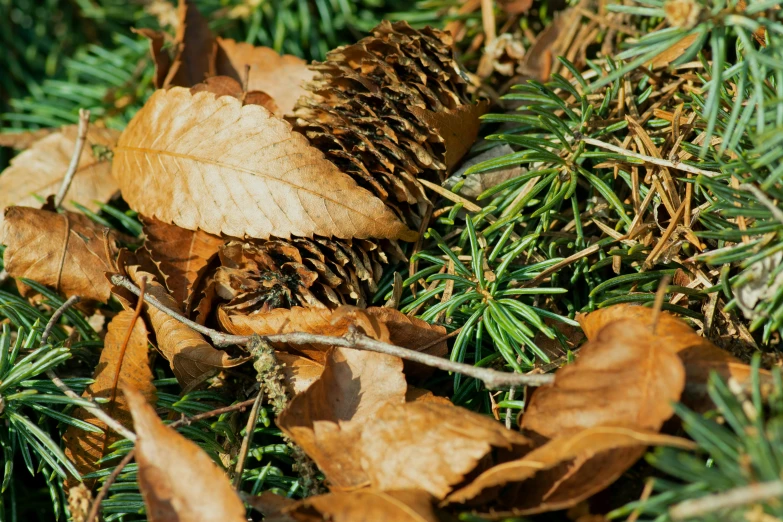 an odd pine cone lies among a bunch of fallen leaves