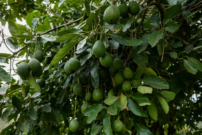 green fruits hanging from tree limbs in open air