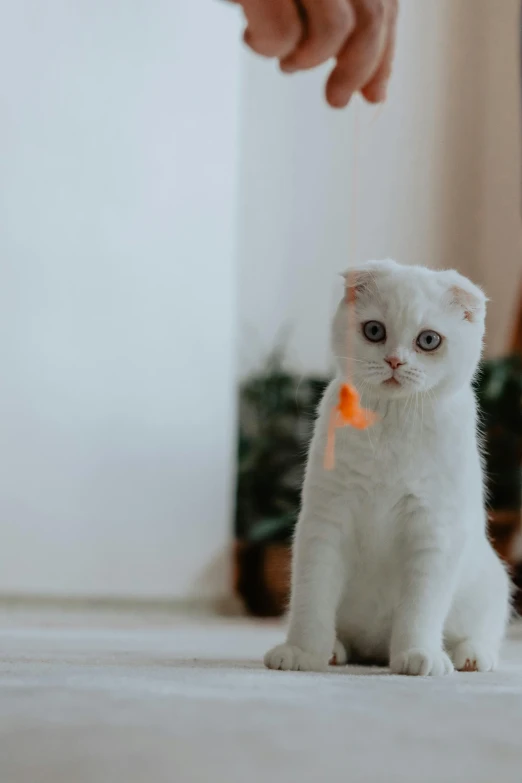 there is a small white kitten standing on the ground